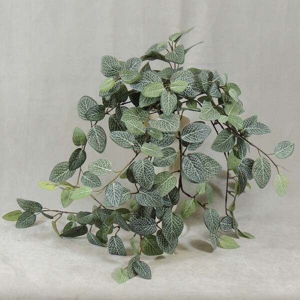 Shop 1 Pc, Fittonia Hanging Bush Has 9 Branches &amp; 29" Also